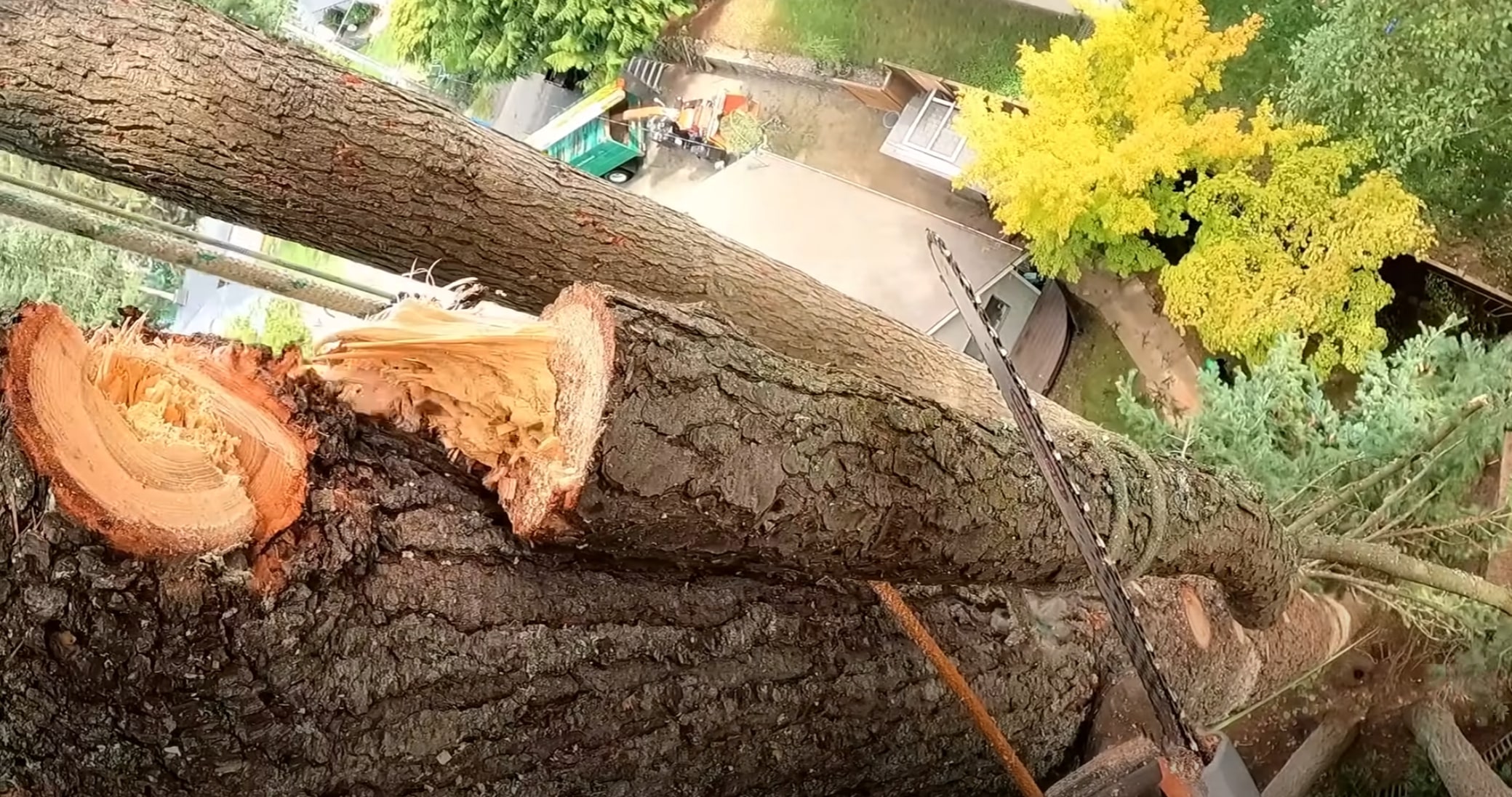 Arborist consulting for large tree removal