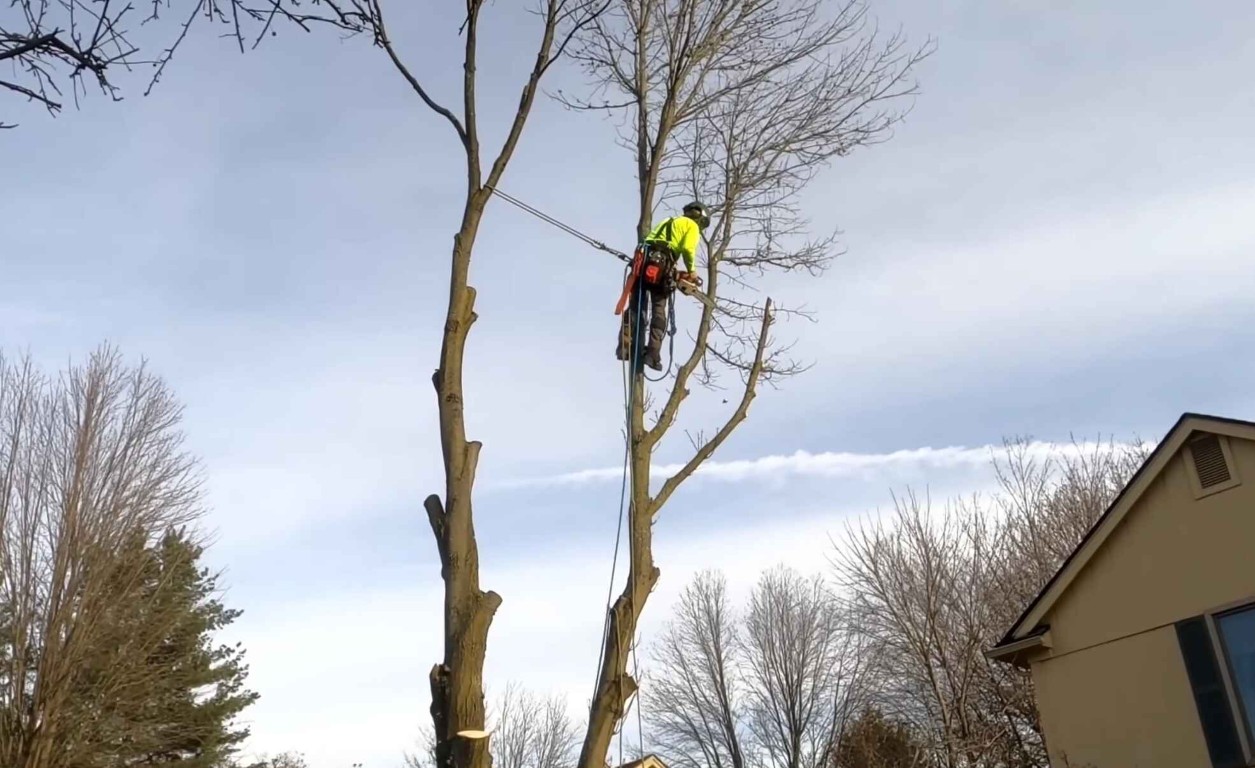 Certified arborist providing expert tree services in Kingman, AZ